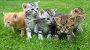 Mơ Về Mèo – Giải Mã Ý Nghĩa, Con Số May Mắn Từ Soi Cầu 247 & Rồng Bạch Kim
